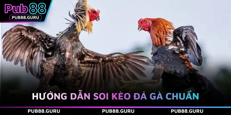 Hướng dẫn soi kèo đá gà chuẩn