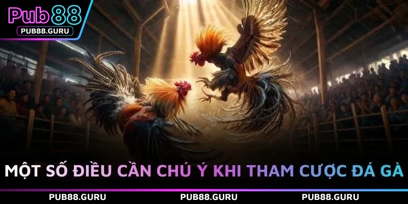 Một số điều cần chú ý khi tham cược đá gà