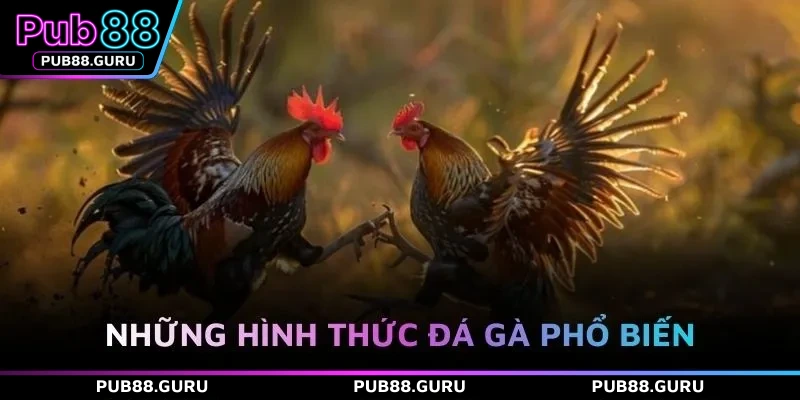 Những hình thức đá gà phổ biến
